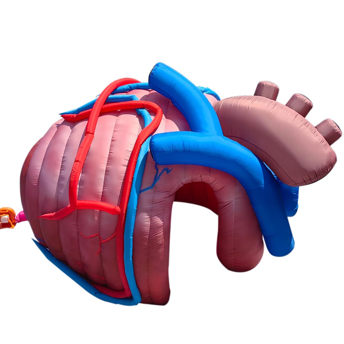 Amazon.com: Outdoor Inflatable Human Heart Model Replica Tent